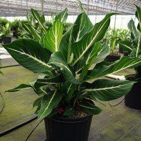 Dieffenbachia 'Sterling'
