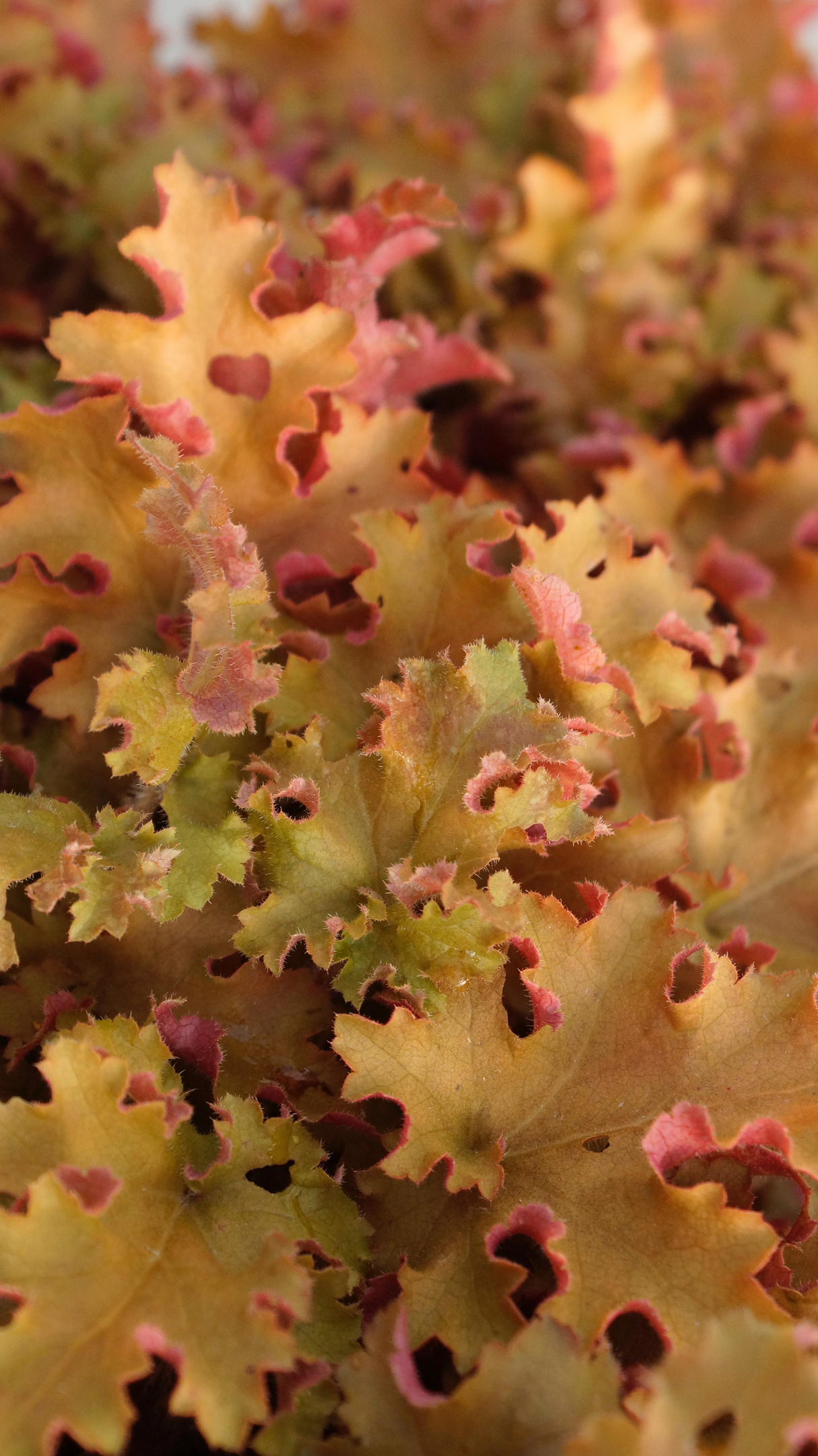 Heuchera 'Orangeberry'