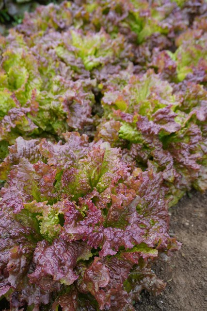 Lettuce - New Red Fire - Organic
