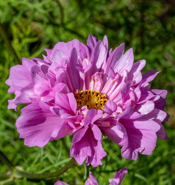 Cosmos - Rose Bonbon
