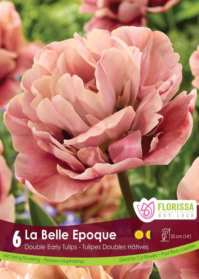Tulipa Double Early 'La Belle Epoque'