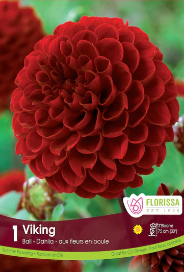 Dahlia Pompon 'Viking'