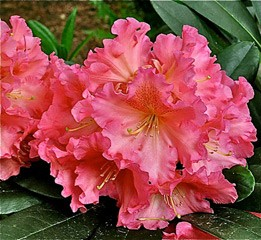 Rhododendron 'Cody'