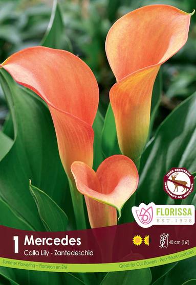 CALLA Mercedes