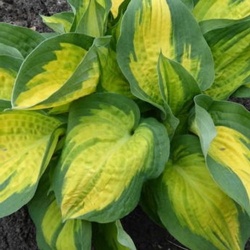 Hosta 'Sunset Grooves'