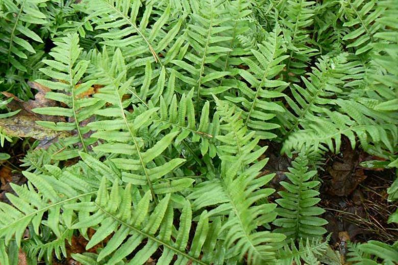 Polypodium glycyrrhiza