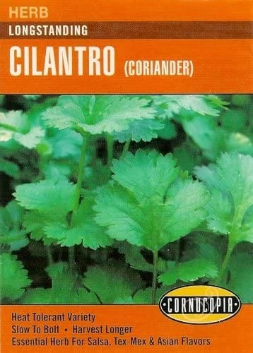 Cilantro - Cilantro Longstanding
