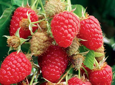 Raspberry idaeus 'Tulameen'
