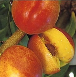 Nectarine - Prunus persica 'Harko'