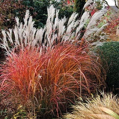 Miscanthus 'Fire Dragon'