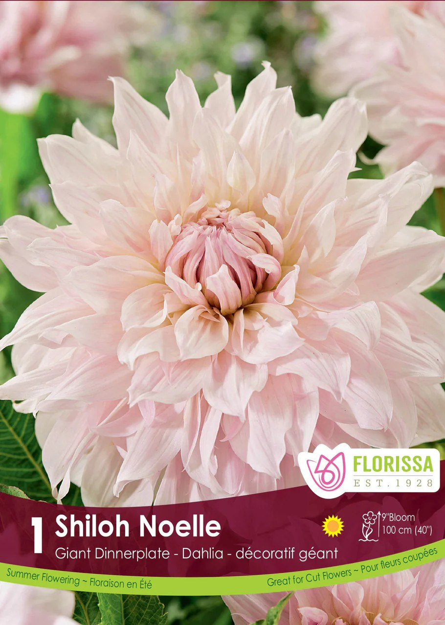 Dahlia Dinnerplate - Shiloh Noelle