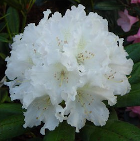 Rhododendron 'Schneewolke'
