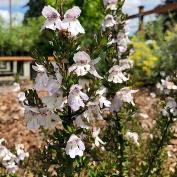 Prostanthera 'Badja Peak'