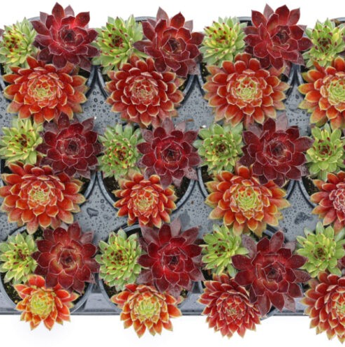 Chick Charms 'Raspberry Rush'