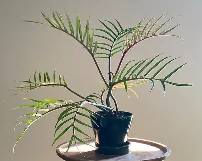 Philodendron bipinnatifidum ‘Tortum’