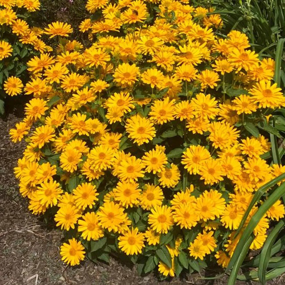 Heliopsis 'Sol Giatto'