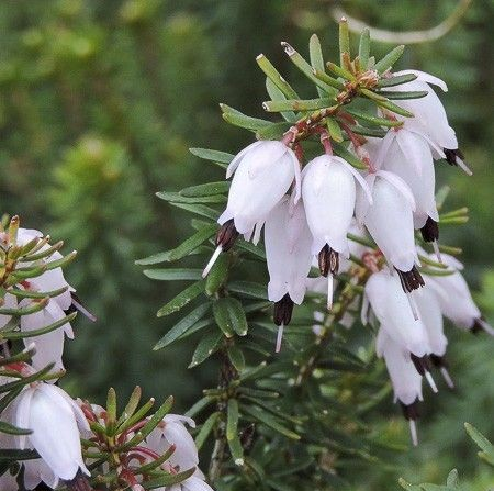 Erica x darleyensis 'Jenny Porter'
