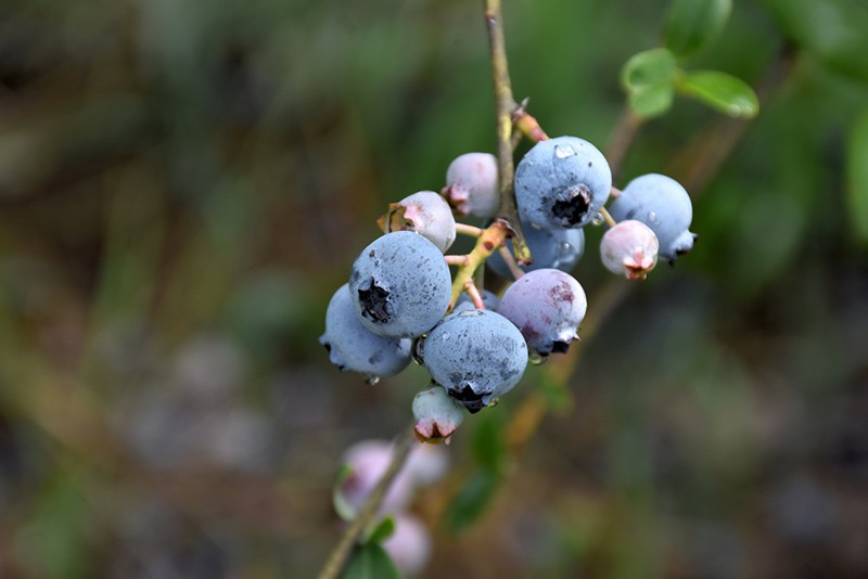 Vaccinium corymbosum 'Bluegold'