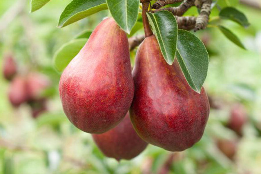 Pear - Pyrus communis 'Red Bartlett'