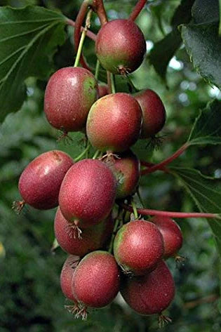 Actinidia arguta 'Ken's Red'