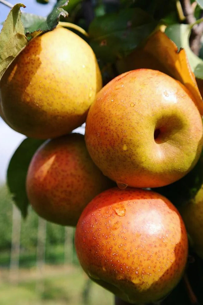 Pear - Pyrus communis 'Reddy Robin'