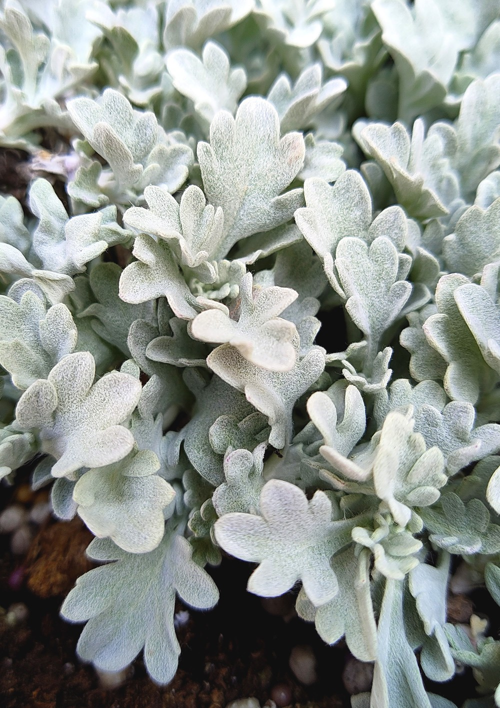 Artemesia 'Broughton Silver'