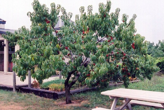 Nectarine - Prunus persica 'Hardy Red'