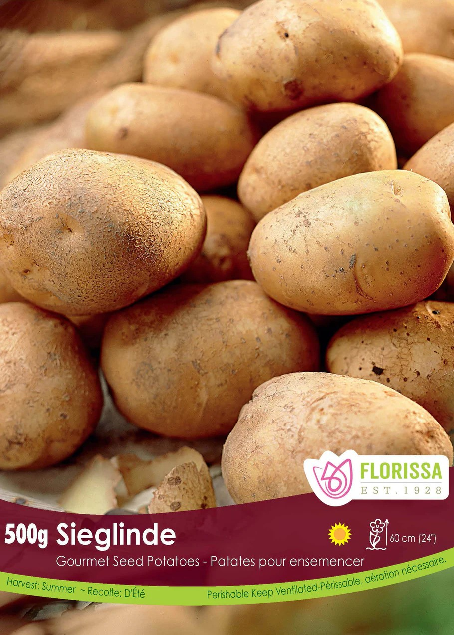 POTATOES - Gourmet Sieglinde