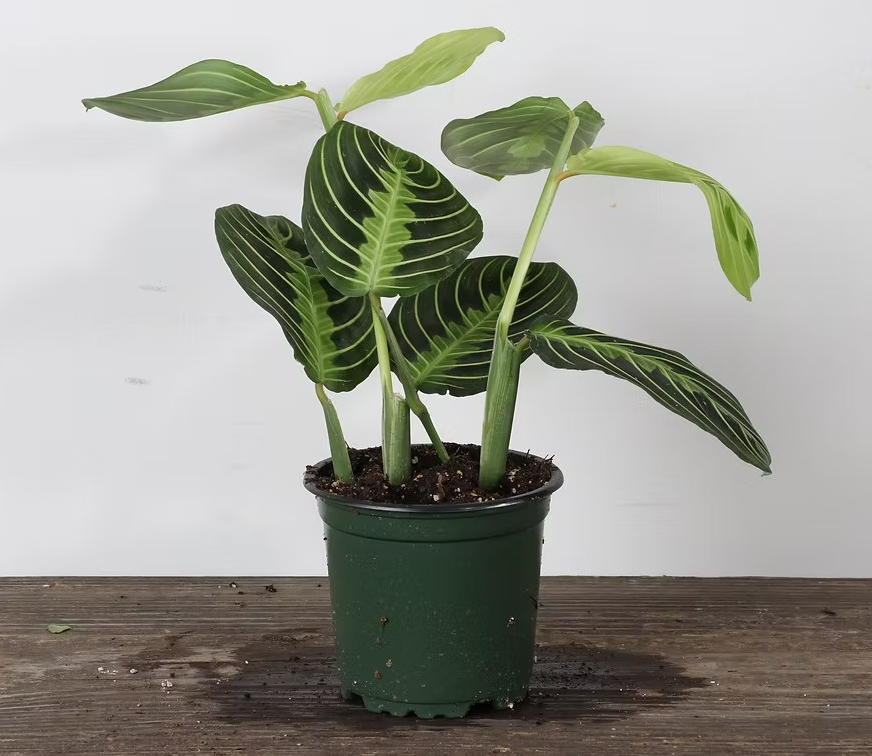 Maranta 'Lemon Prayer'