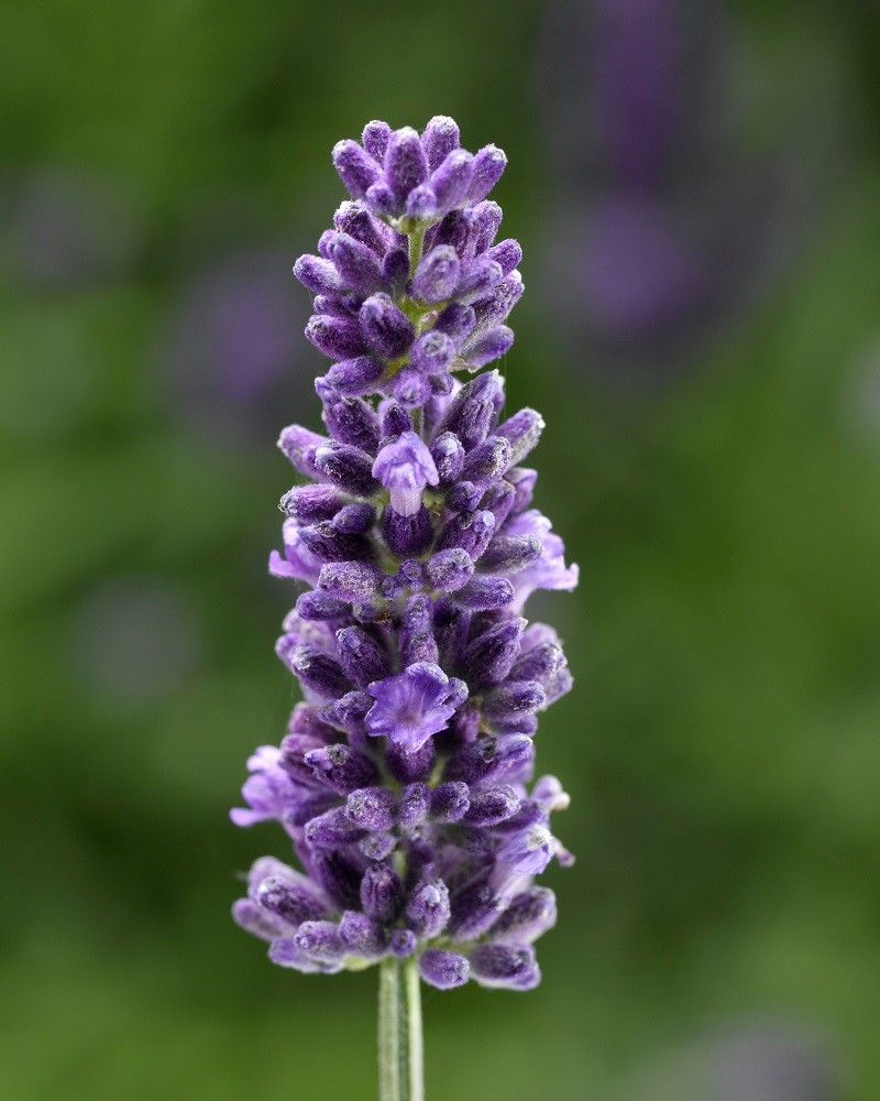 Lavandula angustifolia 'Vintro Blue'