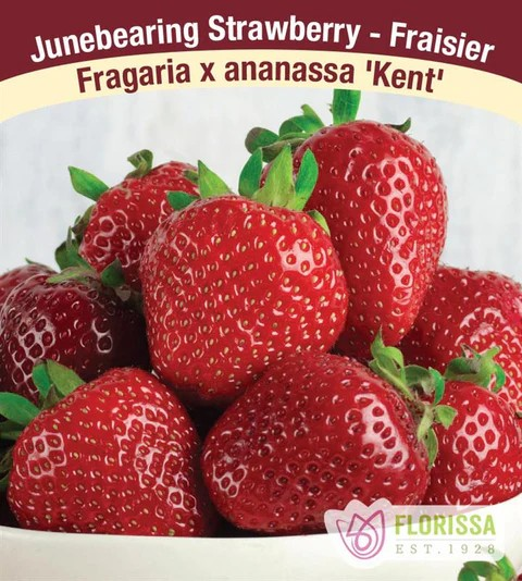 STRAWBERRY Kent