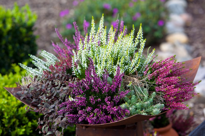 Calluna vulgaris 'Bud Bloomer Triples'