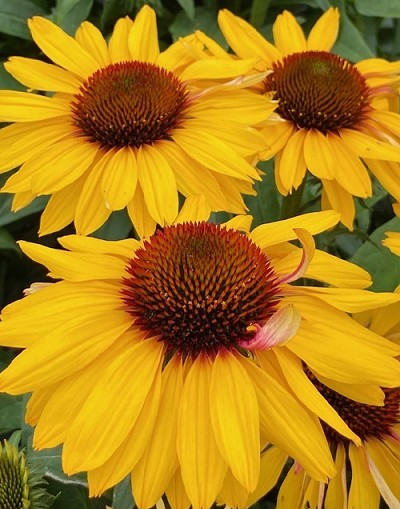 Echinacea Sunseekers 'Mango Sunrise'