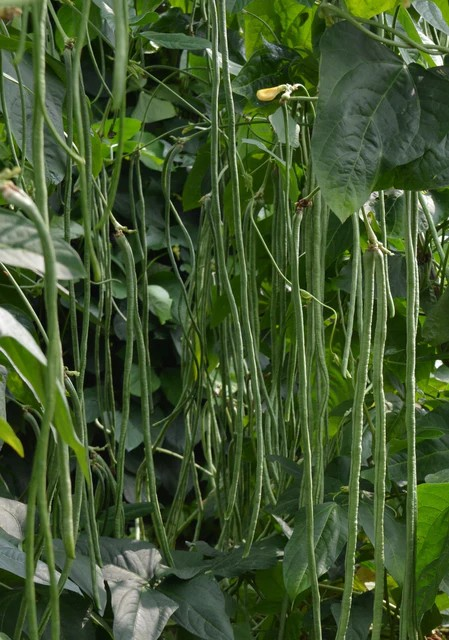 Pole Beans - Noodle King
