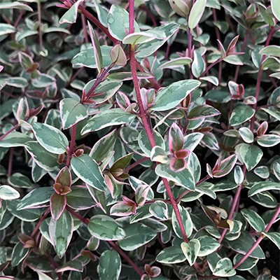 Ugni mollinae 'Flambeau'