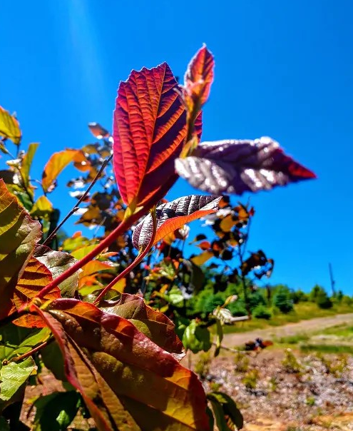 Parrotia persica 'Red October'