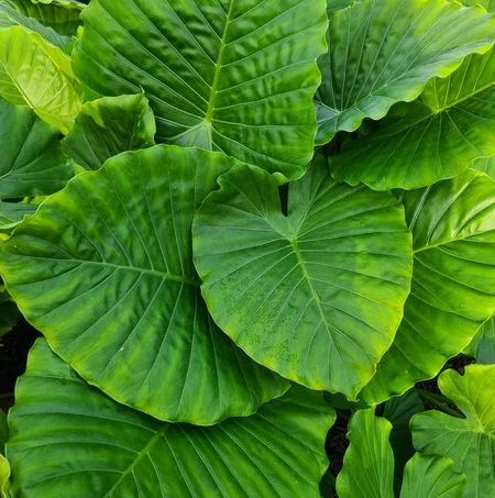 Alocasia gageana 'California'