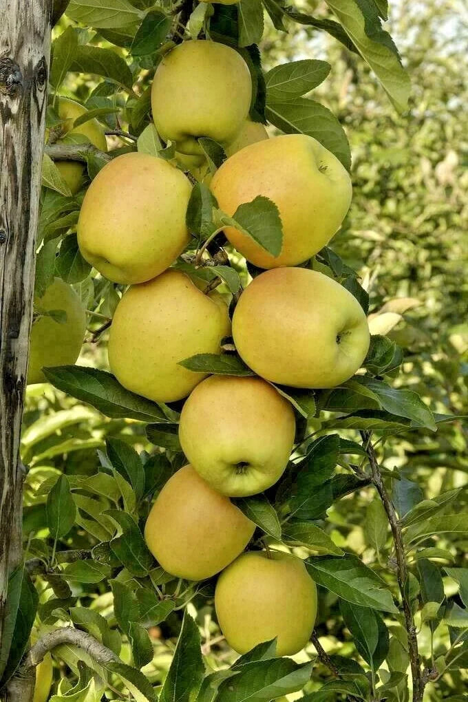 Apple - Malus 'Urban Golden Treat'