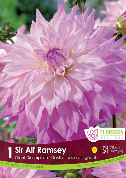 Dahlia Dinnerplate - Sir Alf Ramsey
