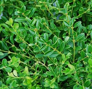 Buxus microphylla 'Rococo'