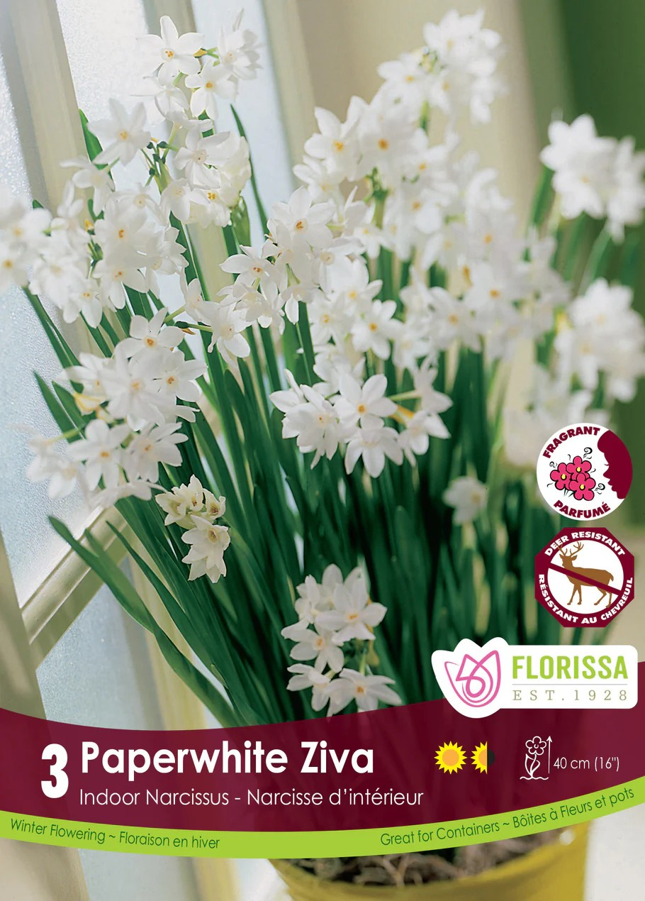 Narcissus 'Paperwhite Ziva'