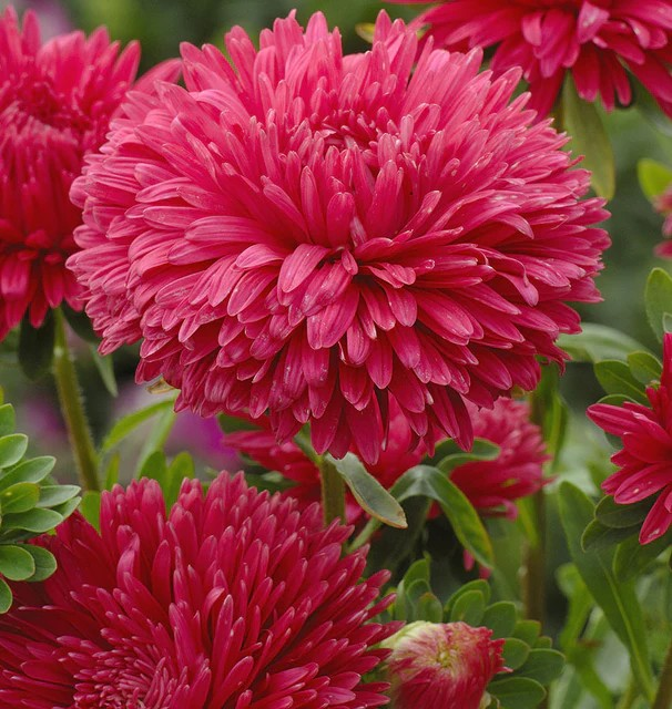 China Aster - King Size Red