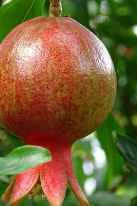 Pomegranate-Punica granatum 'Salavatski'