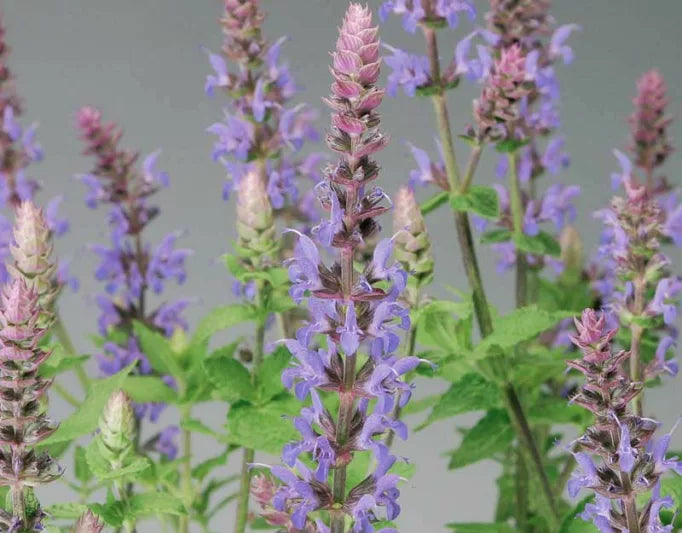 Salvia nemerosa 'Blue Steel'