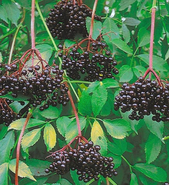 Sambucus canadensis 'Nova'
