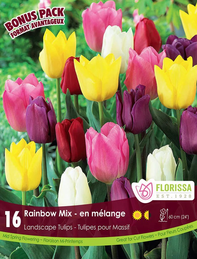 Landscape Rainbow Mix Tulip - Bonus Pack
