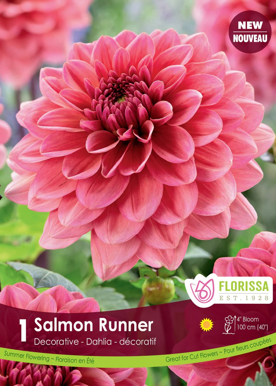 Dahlia Decorative Salmon Runner