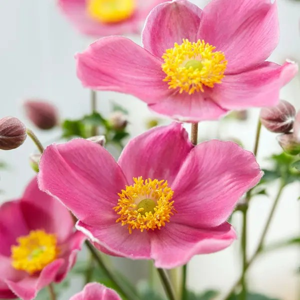 Anemone 'Jasmine'