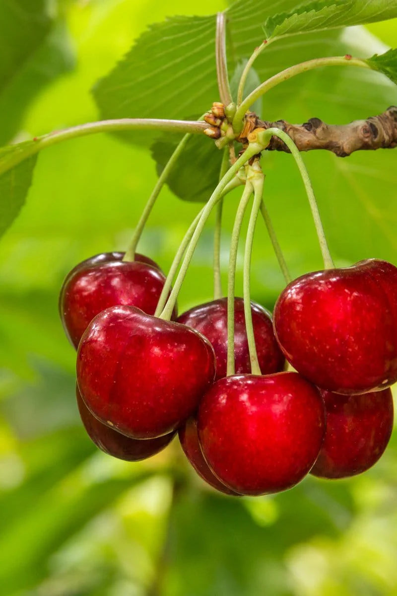 Cherry - Prunus avium 'Glacier'