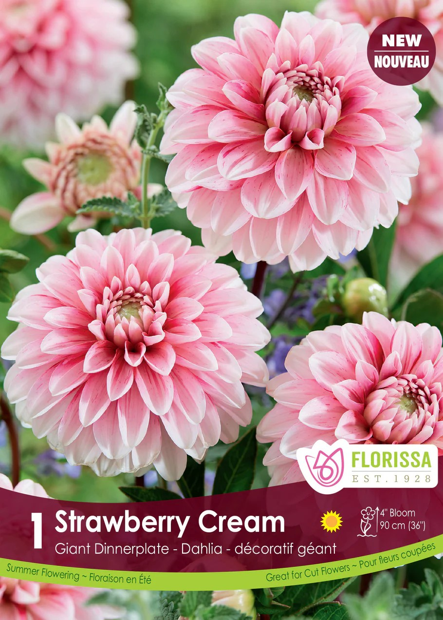 Dahlia Decorative Strawberry Cream